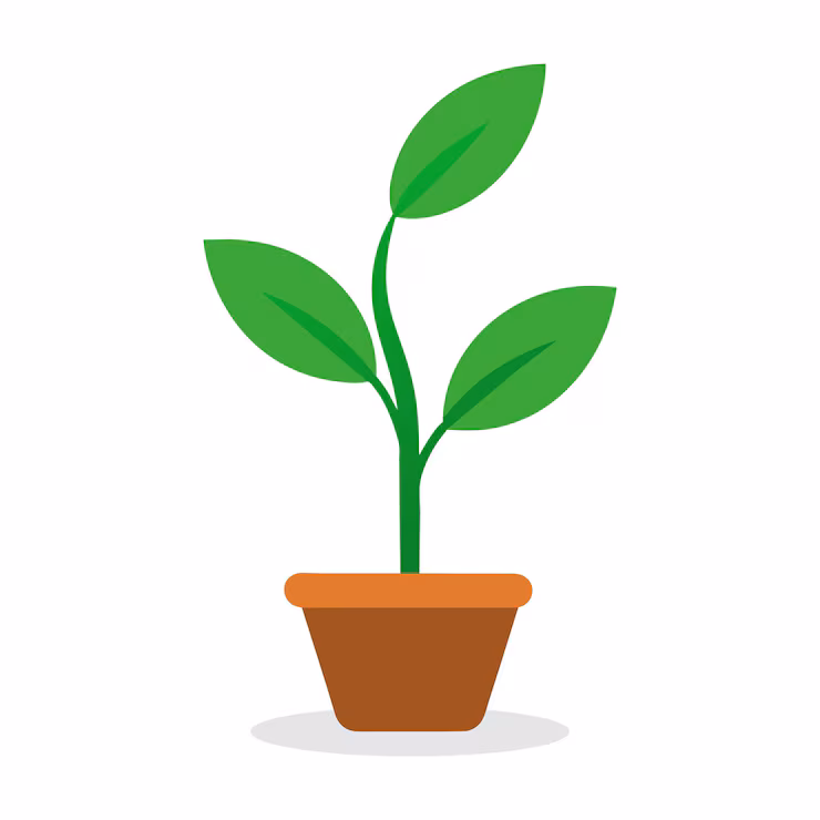 Anthurium Plantlet