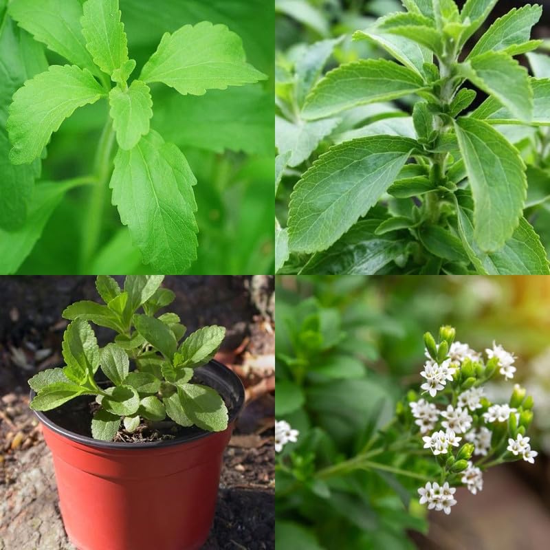 Stevia Sweet Leaf