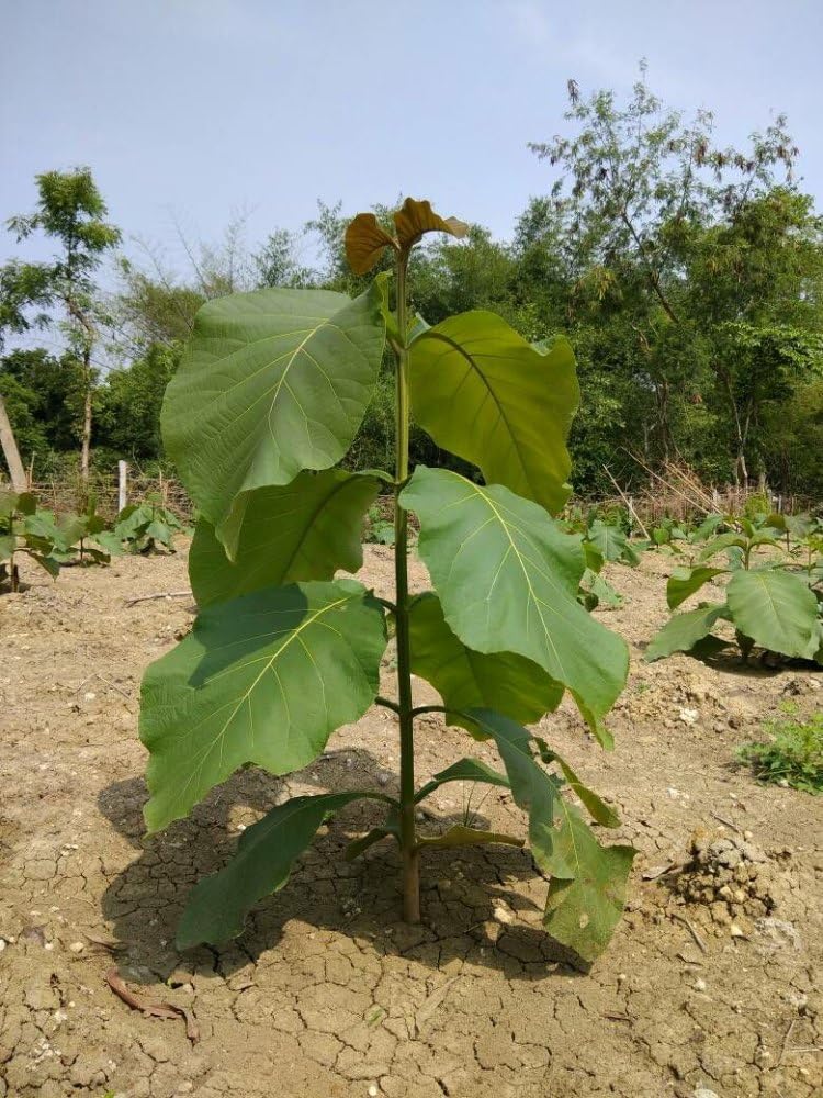 Teak Sapling