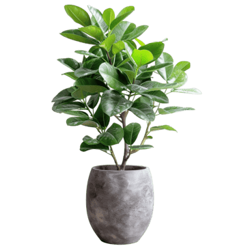 Anthurium Plantlet