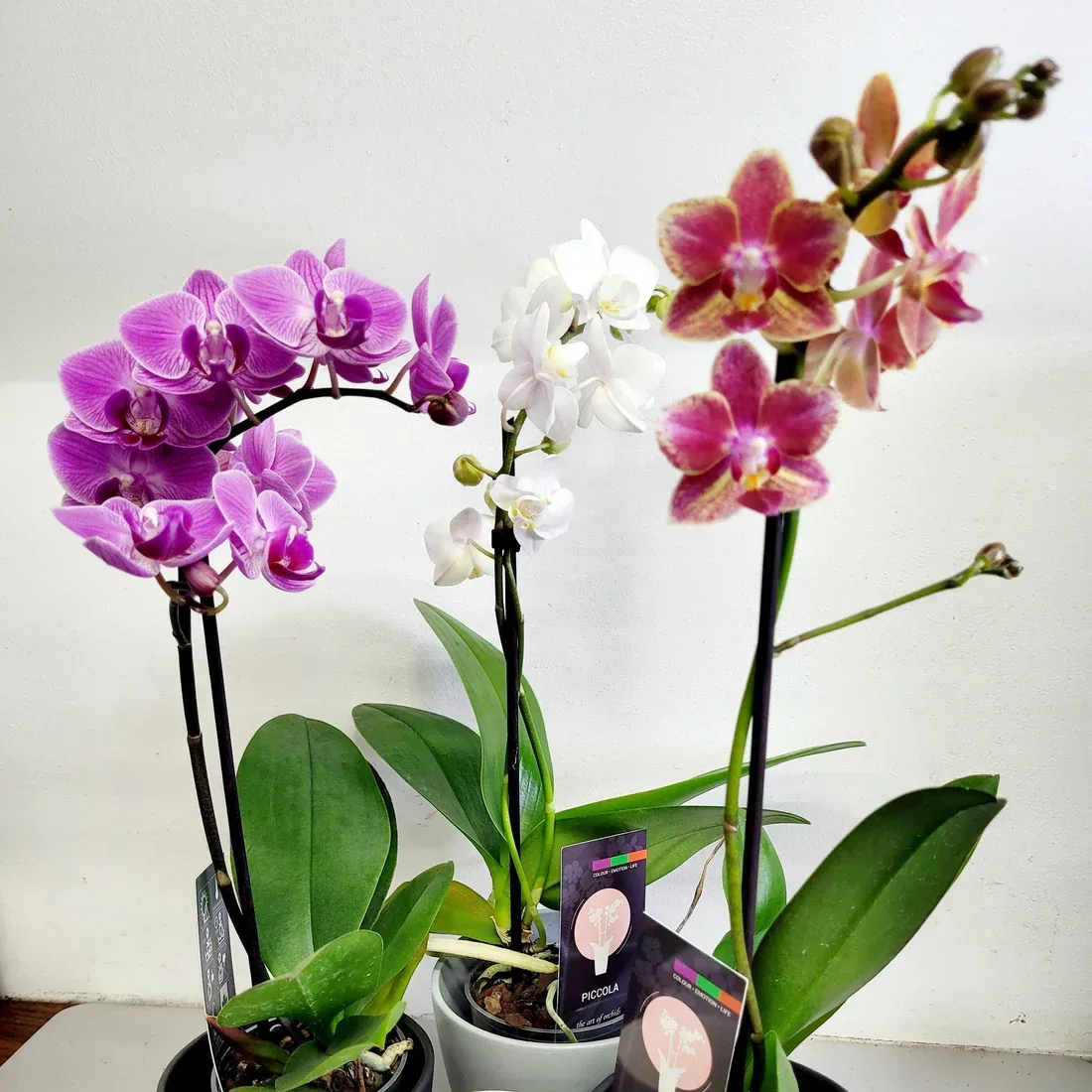 Phalaenopsis Orchid Plantlet