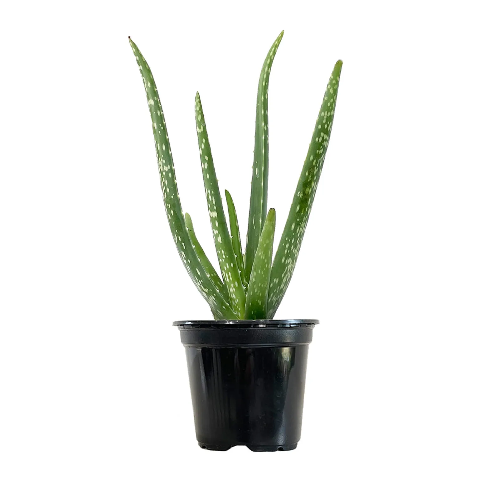 Aloe Vera Plantlet