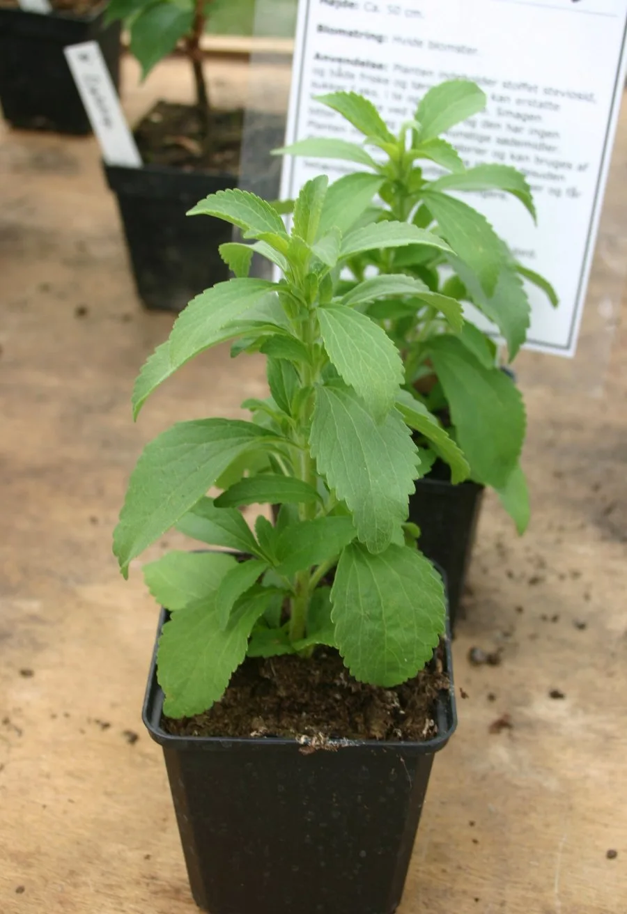 Stevia Sweet Leaf