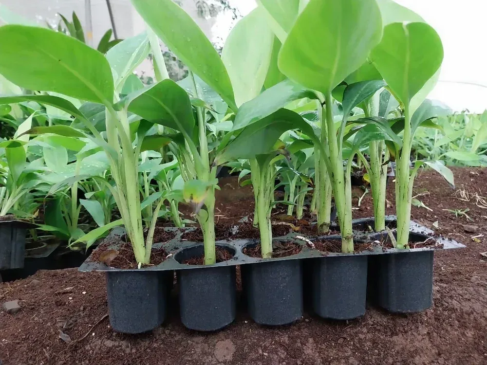 G9 Banana Plantlet