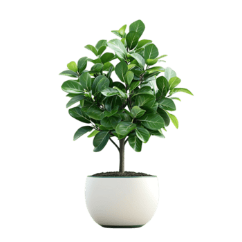 Anthurium Plantlet
