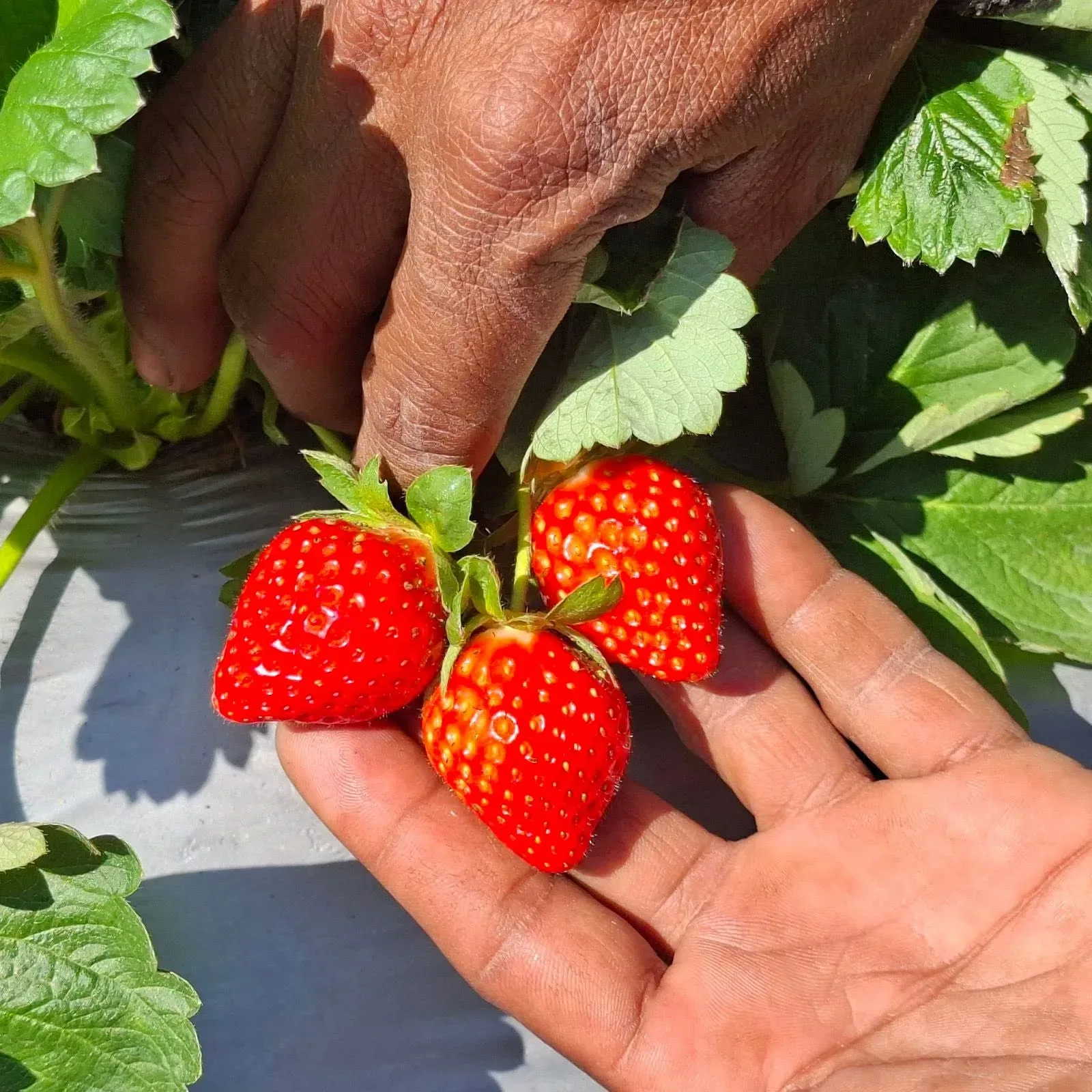 Strawberry Plantlet