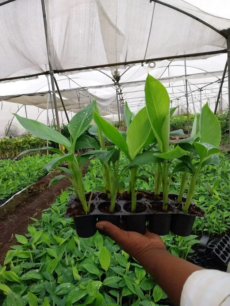 G9 Banana Plantlet