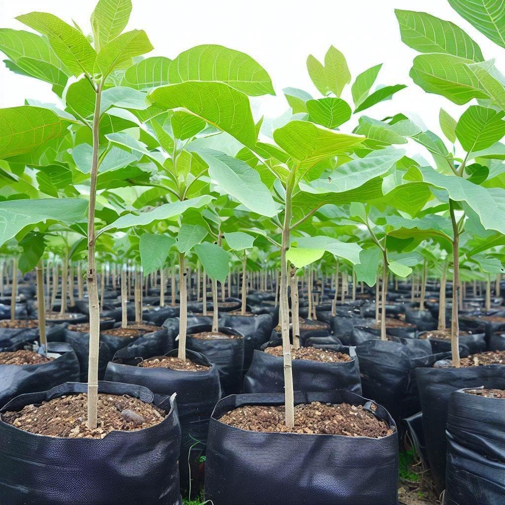 Teak Sapling