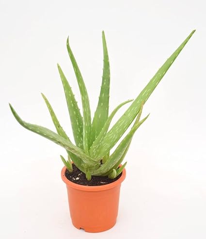 Aloe Vera Plantlet