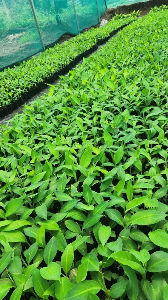G9 Banana Plantlet