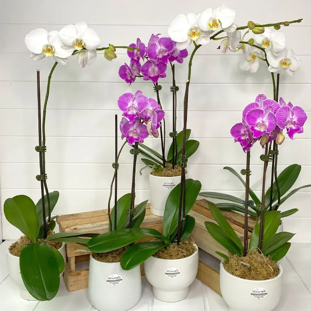 Phalaenopsis Orchid Plantlet